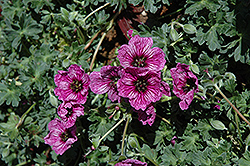 Laurence Flatman Cranesbill (Geranium cinereum 'Laurence Flatman') at Lakeshore Garden Centres