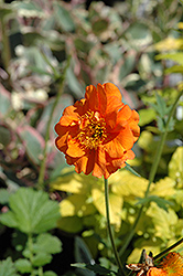 Starker's Magnificum Avens (Geum 'Starker's Magnificum') at Lakeshore Garden Centres