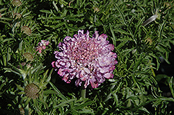 Harlequin Blue Pincushion Flower (Scabiosa columbaria 'Balharbu') at Lakeshore Garden Centres