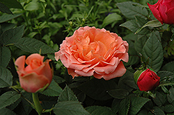 Kordana Salmon Rose (Rosa 'Kordana Salmon') at Lakeshore Garden Centres