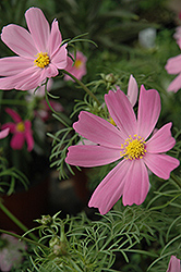 Sensation Cosmos (Cosmos 'Sensation') at Lakeshore Garden Centres