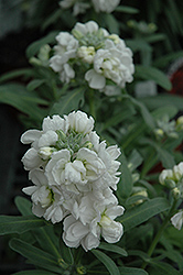 Vintage White Stock (Matthiola incana 'Vintage White') at Lakeshore Garden Centres