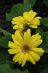 Yellow Gerbera Daisy (Gerbera 'Yellow') at A Very Successful Garden Center