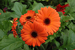 Orange Gerbera Daisy (Gerbera 'Orange') at A Very Successful Garden Center