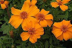 Disco Orange Marigold (Tagetes patula 'Disco Orange') at The Mustard Seed