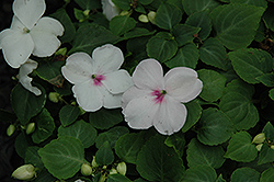 Dazzler Bright Eye Impatiens (Impatiens 'Dazzler Bright Eye') at Lakeshore Garden Centres