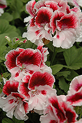 Elegance Crystal Rose Geranium (Pelargonium 'Elegance Crystal Rose') at Lakeshore Garden Centres