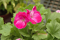 Elegance Lilac Sachet Geranium (Pelargonium 'Elegance Lilac Sachet') at Lakeshore Garden Centres