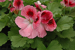 Elegance Rose Bicolor Geranium (Pelargonium 'Elegance Rose Bicolor') at Lakeshore Garden Centres