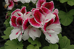 Elegance Royalty White Geranium (Pelargonium 'Elegance Royalty White') at Lakeshore Garden Centres