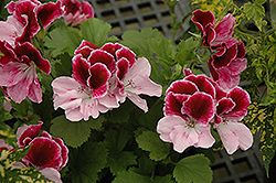 Elegance Purple Majesty Geranium (Pelargonium 'Elegance Purple Majesty') at Lakeshore Garden Centres