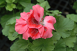 Elegance Cherry Blush Geranium (Pelargonium 'Elegance Cherry Blush') at Lakeshore Garden Centres