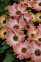 Summertime Sweet Bronze African Daisy (Osteospermum 'Summertime Sweet Bronze') at Lakeshore Garden Centres