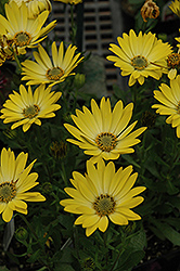 Sunadora Acapulco African Daisy (Osteospermum 'Sunadora Acapulco') at Lakeshore Garden Centres