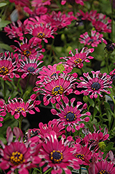 Astra Purple Spoon African Daisy (Osteospermum 'Astra Purple Spoon') at Lakeshore Garden Centres