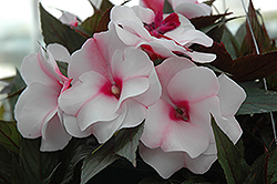 Paradise White Blush New Guinea Impatiens (Impatiens hawkeri 'Paradise White Blush') at Lakeshore Garden Centres
