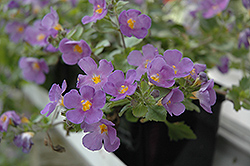Scopia Gulliver Blue Bacopa (Sutera cordata 'Scopia Gulliver Blue') at Lakeshore Garden Centres