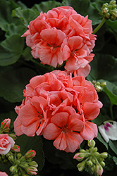 Patriot Evening Glow Geranium (Pelargonium 'Patriot Evening Glow') at Lakeshore Garden Centres