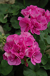 Maestro Lavender Blue Geranium (Pelargonium 'Maestro Lavender Blue') at Lakeshore Garden Centres