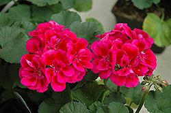 Presto Extreme Rose Geranium (Pelargonium 'Presto Extreme Rose') at Lakeshore Garden Centres