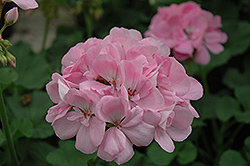 Patriot Soft Pink Geranium (Pelargonium 'Patriot Soft Pink') at Lakeshore Garden Centres