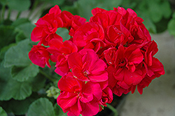Americana Cranberry Red Geranium (Pelargonium 'Americana Cranberry Red') at Lakeshore Garden Centres