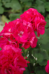 Shocking Violet Geranium (Pelargonium 'Shocking Violet') at Lakeshore Garden Centres