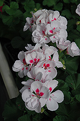 Maestro White Splash Geranium (Pelargonium 'Maestro White Splash') at Lakeshore Garden Centres