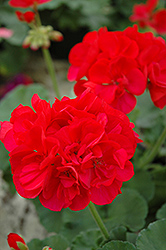 Maestro Rich Red Geranium (Pelargonium 'Maestro Rich Red') at Lakeshore Garden Centres