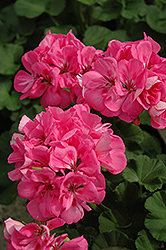 Melody Geranium (Pelargonium 'Melody') at Lakeshore Garden Centres