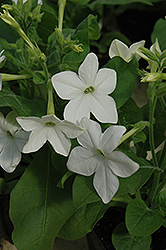 Saratoga White Flowering Tobacco (Nicotiana 'Saratoga White') at Golden Acre Home & Garden