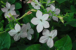Hummingbird Appleblossom Tobacco (Nicotiana 'Hummingbird Appleblossom') at Lakeshore Garden Centres