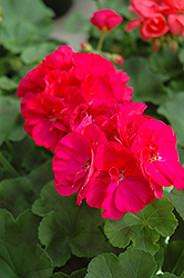 Foxy Geranium (Pelargonium 'Foxy') at Lakeshore Garden Centres