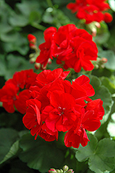 Patriot Bright Red Geranium (Pelargonium 'Patriot Bright Red') at Lakeshore Garden Centres