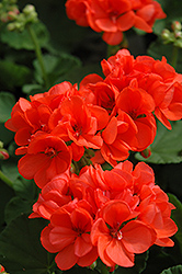Patriot Orange Geranium (Pelargonium 'Patriot Orange') at Lakeshore Garden Centres
