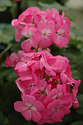 Pillar Pink Geranium (Pelargonium 'Pillar Pink') at Lakeshore Garden Centres