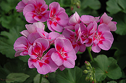 Maestro Lavender Parfait Geranium (Pelargonium 'Maestro Lavender Parfait') at Lakeshore Garden Centres