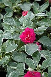 Fiesta Ole Peppermint Double Impatiens (Impatiens 'Fiesta Ole Peppermint') at Lakeshore Garden Centres
