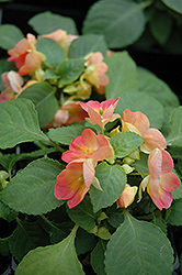 Fusion Infrared Apricot Impatiens (Impatiens 'Fusion Infrared Apricot') at Lakeshore Garden Centres