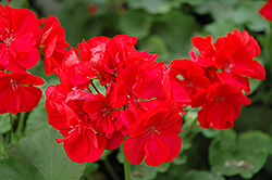 Sassy Dark Red Geranium (Pelargonium 'Sassy Dark Red') at Lakeshore Garden Centres
