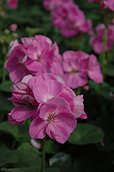 Blue Wonder Geranium (Pelargonium 'Blue Wonder') at Lakeshore Garden Centres