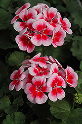 Candy Fantasy Kiss Geranium (Pelargonium 'Candy Fantasy Kiss') at Lakeshore Garden Centres