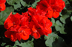 Patriot Red Geranium (Pelargonium 'Patriot Red') at Lakeshore Garden Centres