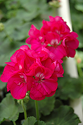 Maestro Deep Lavender Geranium (Pelargonium 'Maestro Deep Lavender') at Lakeshore Garden Centres