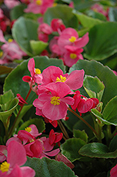 Prelude Rose Begonia (Begonia 'Prelude Rose') at A Very Successful Garden Center
