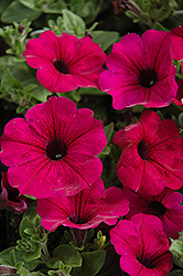Fame Electric Purple Petunia (Petunia 'Fame Electric Purple') at Lakeshore Garden Centres