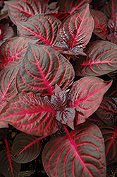 Blazin' Rose Blood Leaf (Iresine herbstii 'Blazin' Rose') at Lakeshore Garden Centres