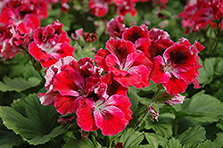 Elegance Red Velvet Geranium (Pelargonium 'Elegance Red Velvet') at Lakeshore Garden Centres