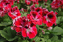 Elegance Red Velvet Geranium (Pelargonium 'Elegance Red Velvet') at A Very Successful Garden Center