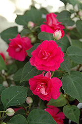 Fiesta Ole Purple Double Impatiens (Impatiens 'Fiesta Ole Purple') at Lakeshore Garden Centres